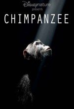 Şempanze / Chimpanzee